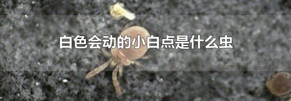 白色会动的小白点是什么虫