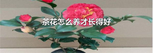 茶花怎么养才长得好