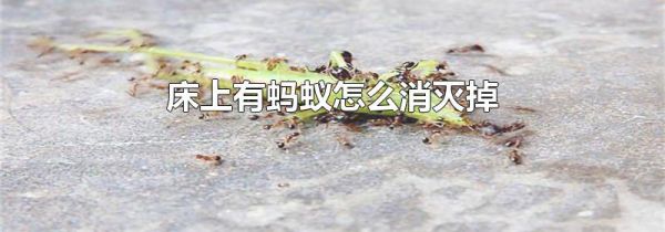 床上有蚂蚁怎么消灭掉