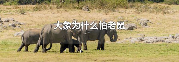 大象为什么怕老鼠