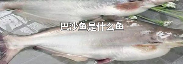 巴沙鱼是什么鱼
