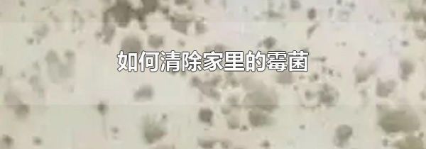 如何清除家里的霉菌