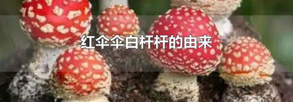 红伞伞白杆杆的由来