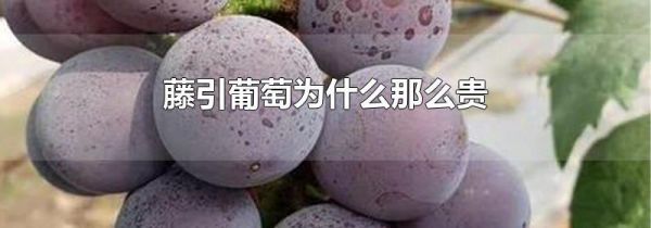 藤引葡萄为什么那么贵