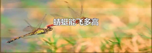 蜻蜓能飞多高