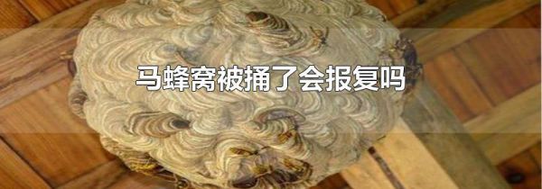 马蜂窝被捅了会报复吗