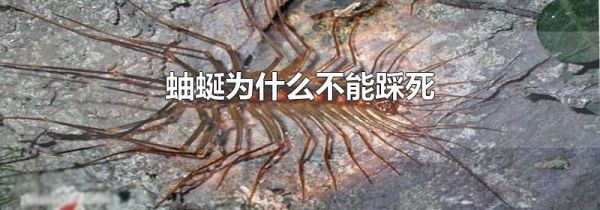 蚰蜒为什么不能踩死