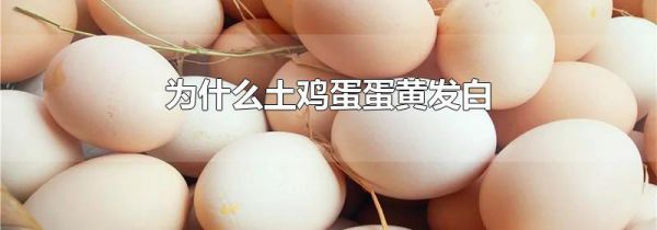 为什么土鸡蛋蛋黄发白