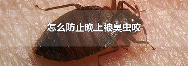 怎么防止晚上被臭虫咬