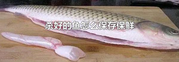 杀好的鱼怎么保存保鲜