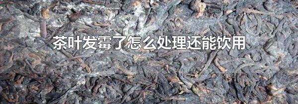 茶叶发霉了怎么处理还能饮用