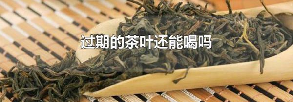过期的茶叶还能喝吗