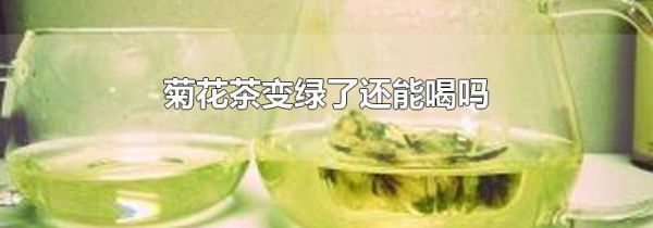 菊花茶变绿了还能喝吗