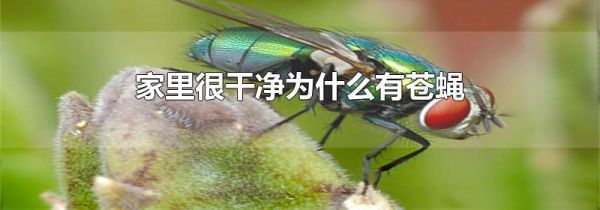 家里很干净为什么有苍蝇