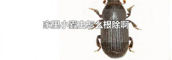 家里小蠹虫怎么根除啊