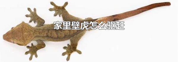 家里壁虎怎么驱赶