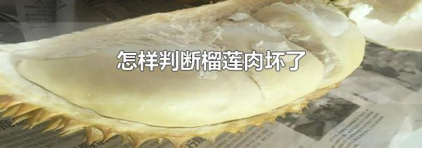 怎样判断榴莲肉坏了