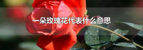 一朵玫瑰花代表什么意思
