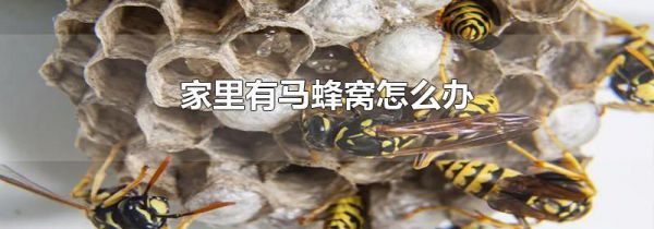 家里有马蜂窝怎么办