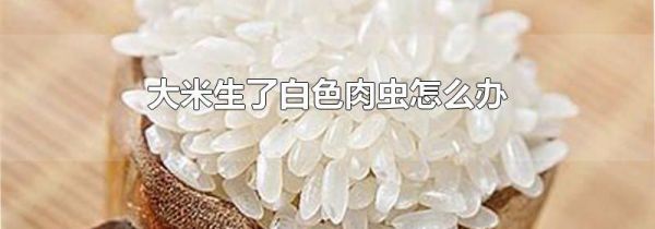 大米生了白色肉虫怎么办
