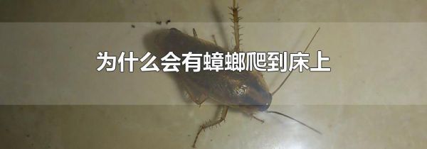 为什么会有蟑螂爬到床上