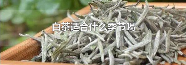 白茶适合什么季节喝