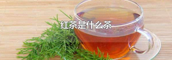 红茶是什么茶