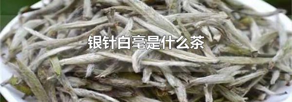 银针白毫是什么茶