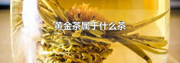 黄金茶属于什么茶