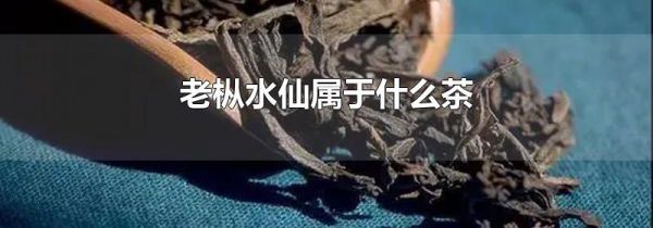 老枞水仙属于什么茶