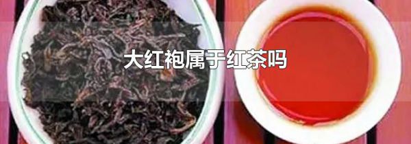 大红袍属于红茶吗
