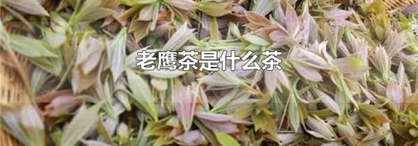 老鹰茶是什么茶