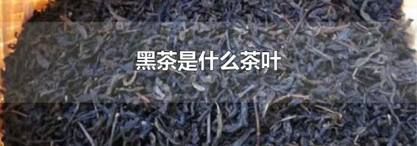 黑茶是什么茶叶