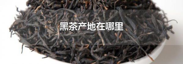 黑茶产地在哪里