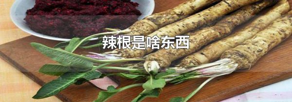 辣根是啥东西