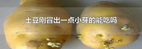 土豆刚冒出一点小芽的能吃吗