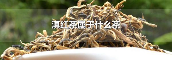 滇红茶属于什么茶
