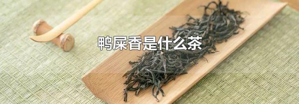 鸭屎香是什么茶