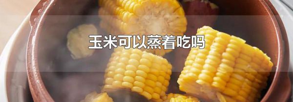 玉米可以蒸着吃吗