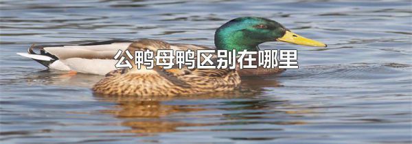 公鸭母鸭区别在哪里