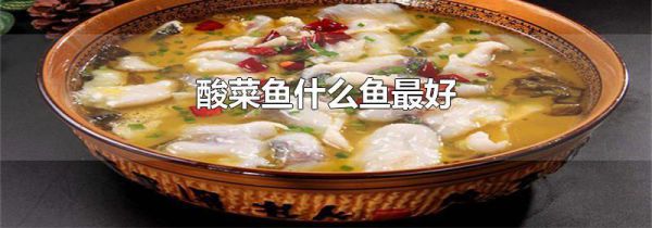 酸菜鱼什么鱼最好