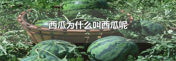 西瓜为什么叫西瓜呢