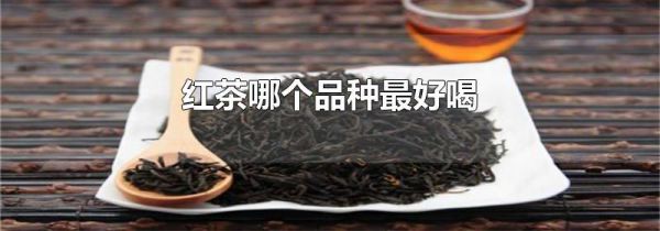 红茶哪个品种最好喝