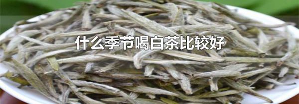 什么季节喝白茶比较好