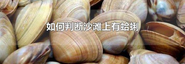 如何判断沙滩上有蛤蜊