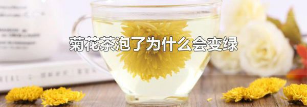 菊花茶泡了为什么会变绿