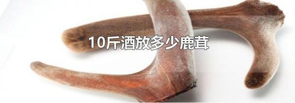10斤酒放多少鹿茸