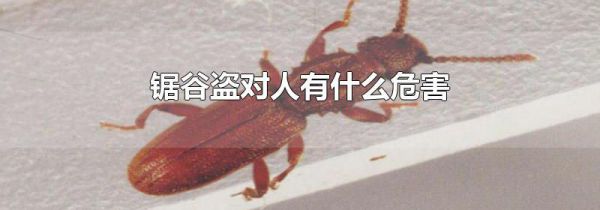 锯谷盗对人有什么危害