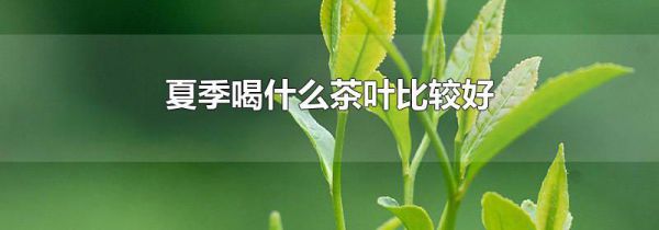 夏季喝什么茶叶比较好