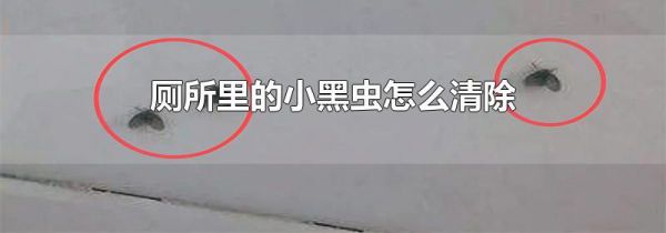 厕所里的小黑虫怎么清除